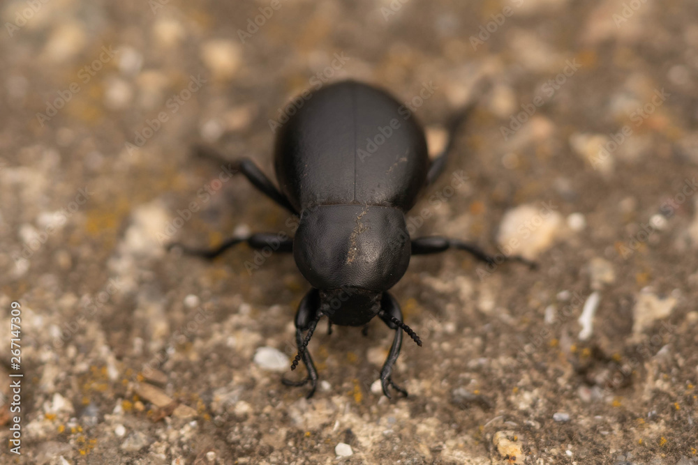 Dung beetles are beetles that feed partly or exclusively on feces (dung).Dung beetle close up. Selective focus. Dung beetles are beetles that feed partly or exclusively on feces (dung).Dung beetle close up. Selective focus.