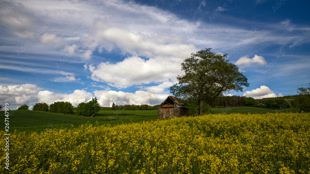 ein Rapsfeld vor blauem Himmel mit Wolken und einer alten Hütte