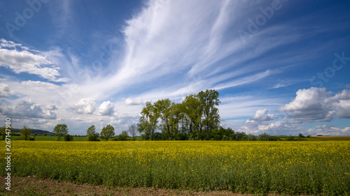 ein Rapsfeld vor blauem Himmel mit Wolken