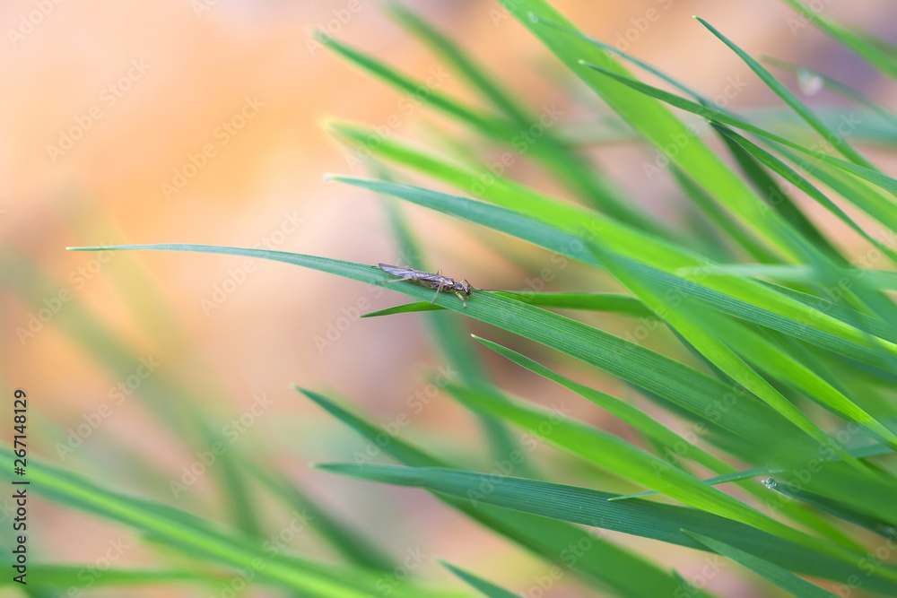 Plecoptera small insect on green fresh grass in the morning over the river, colorful spring background Plecoptera small insect on green fresh grass in the morning over the river, colorful spring background