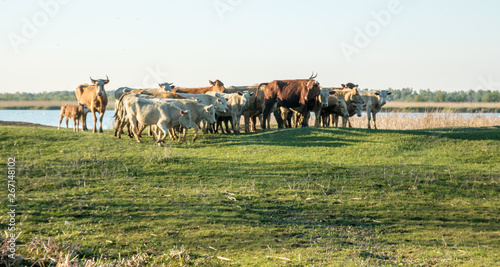 herd of brown and white cows in early sunny morning near a lke photo