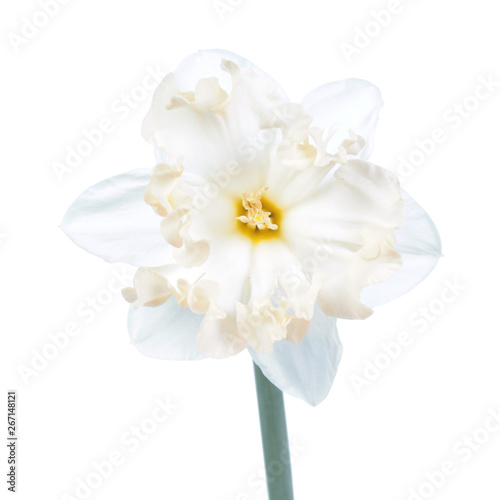 Fototapeta Naklejka Na Ścianę i Meble -  White flower of Daffodil (Narcissus) close-up isolated on white background. Cultivar Palmares from Split-Cupped Collar Daffodil