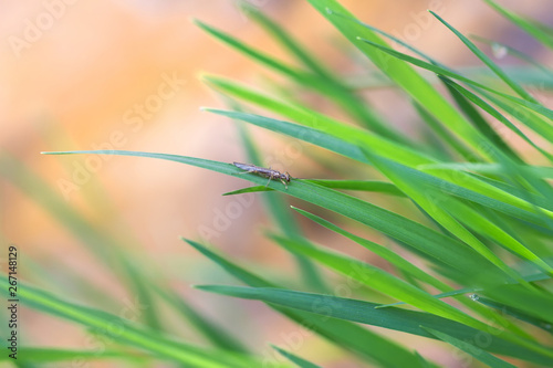 Plecoptera small insect on green fresh grass in the morning over the river  colorful spring background