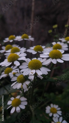 Photos floewr white