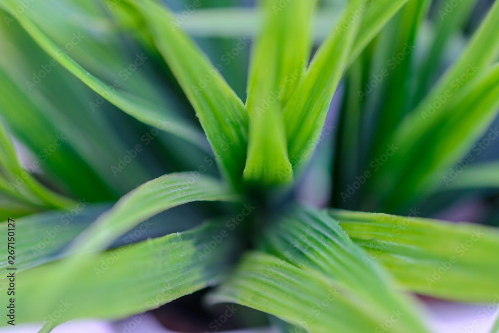 Green grass close up. Texture. Green grass close up. Texture.
