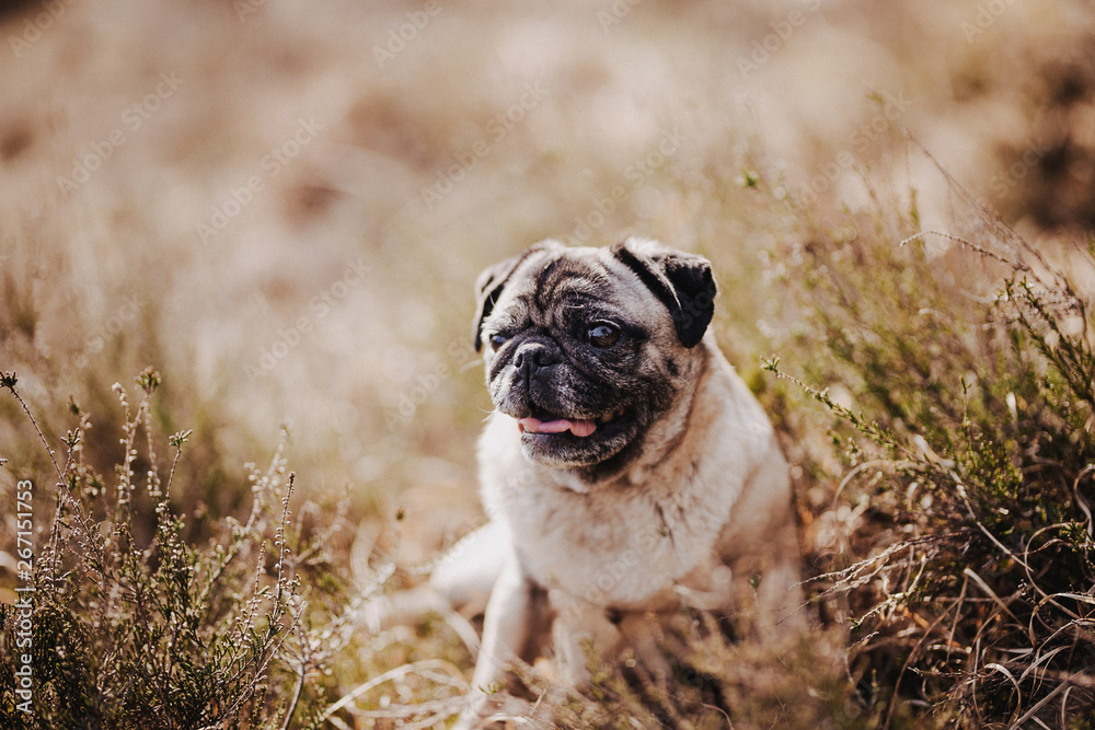 mops5 mops5