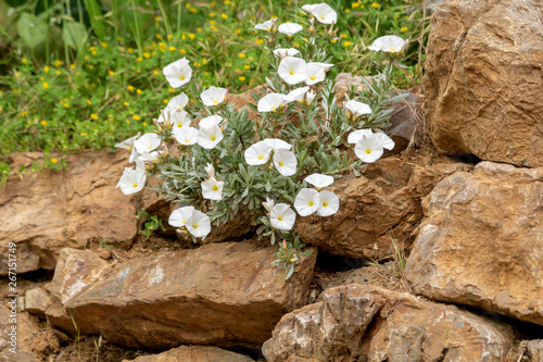 Cuadro en lienzo Bright white flowers and green leaves of a bindweed plant on dry rock
