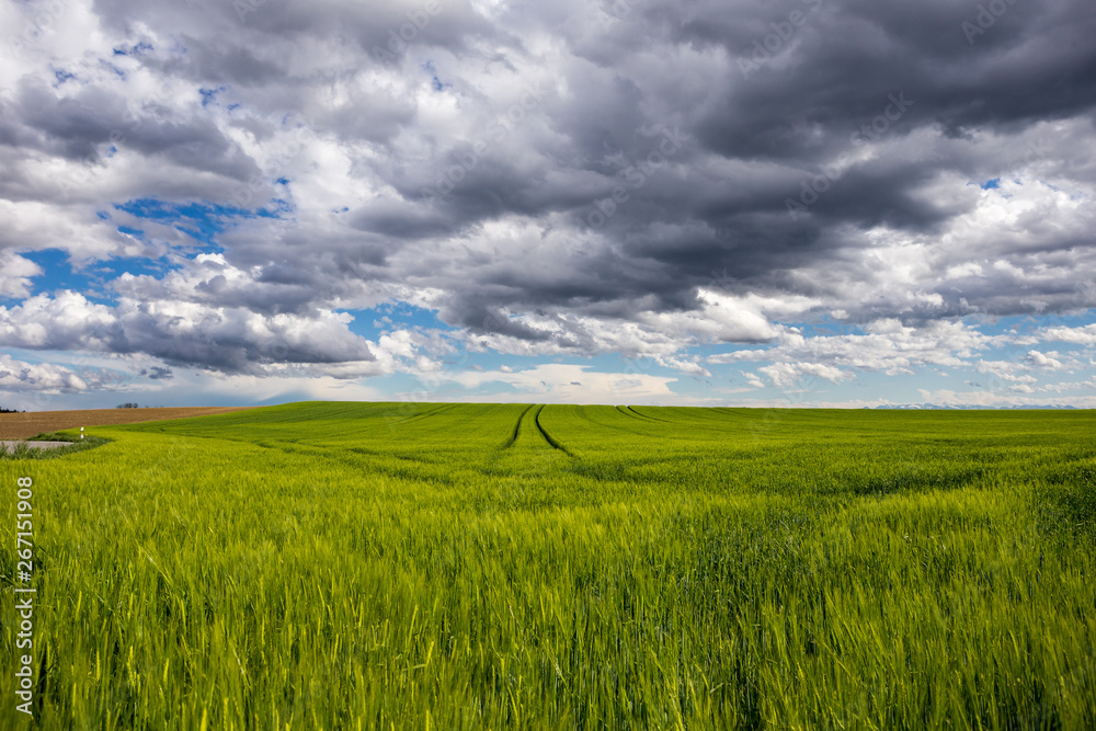 Fototapeta premium grünes Getreidefeld mit Wolken im Himmel