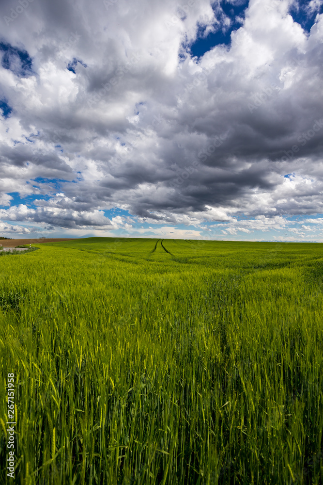Fototapeta premium grünes Getreidefeld mit Wolken im Himmel