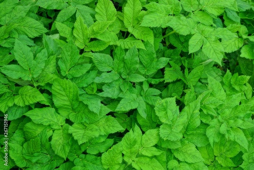 natural plant texture from the wet green leaves of plants 