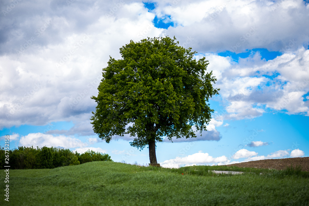 grüner Baum in Landschaft vor weißblauem Himmel