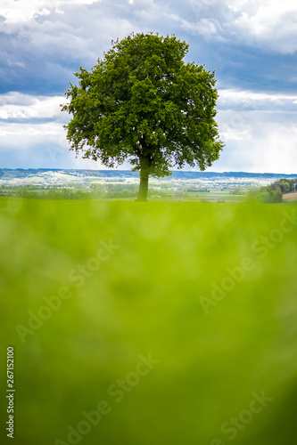 grüner Baum in Landschaft vor weißblauem Himmel