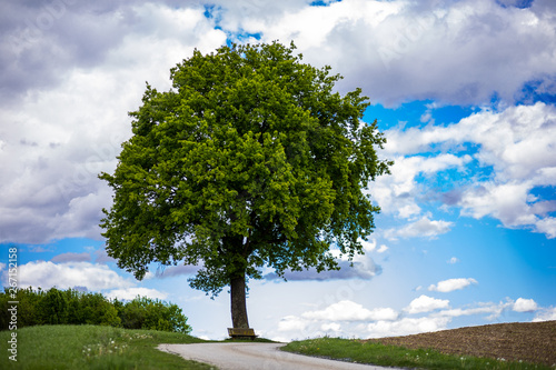 grüner Baum in Landschaft vor weißblauem Himmel