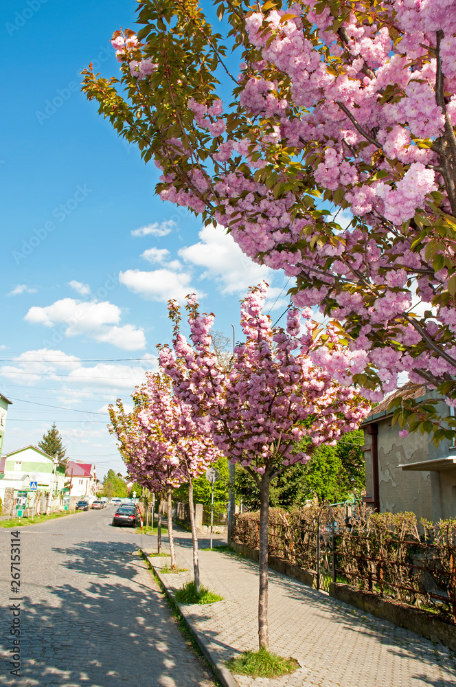 blooming sakura spring in the city under an open blue sky next to green trees and bushes