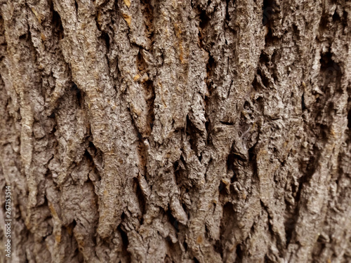 Textura madera corteza de árbol 