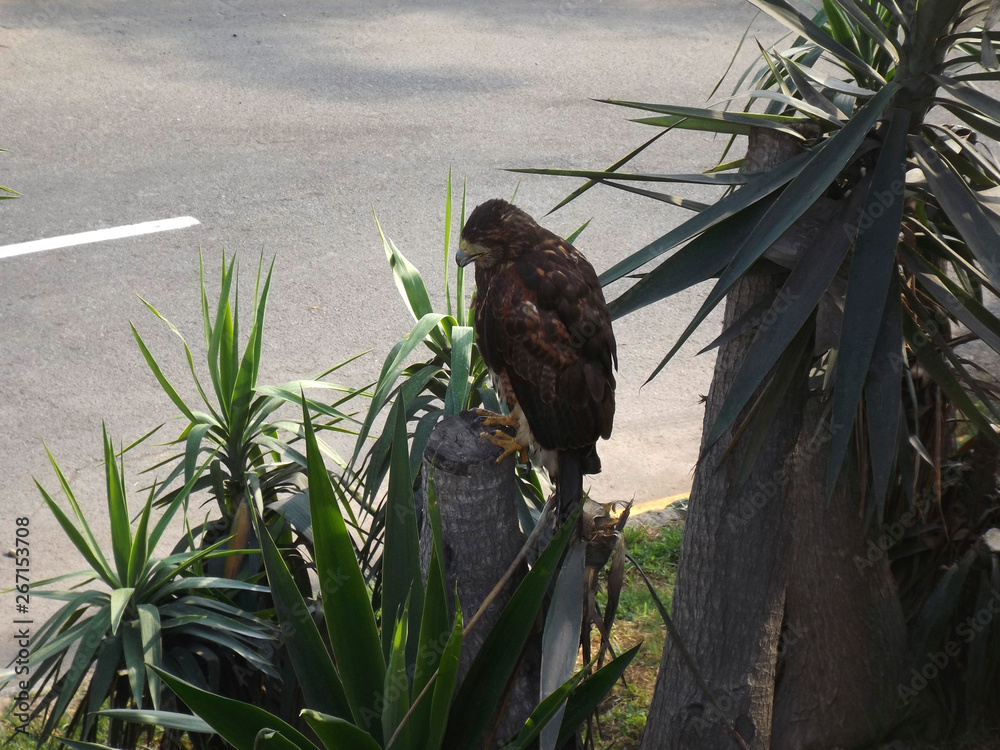 Fototapeta premium Águila en la ciudad