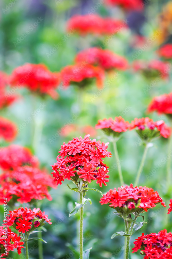 Red flowers of Lychnis chalcedonica. Maltese Cross plant in the summer garden