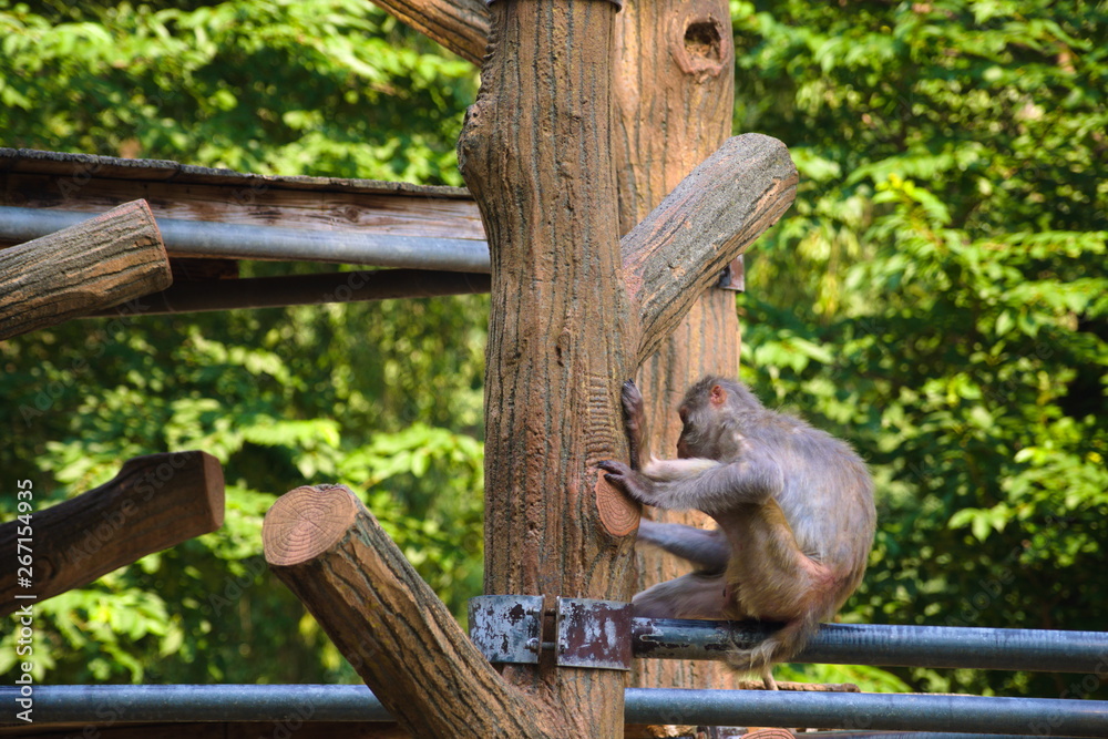 squirrel on tree