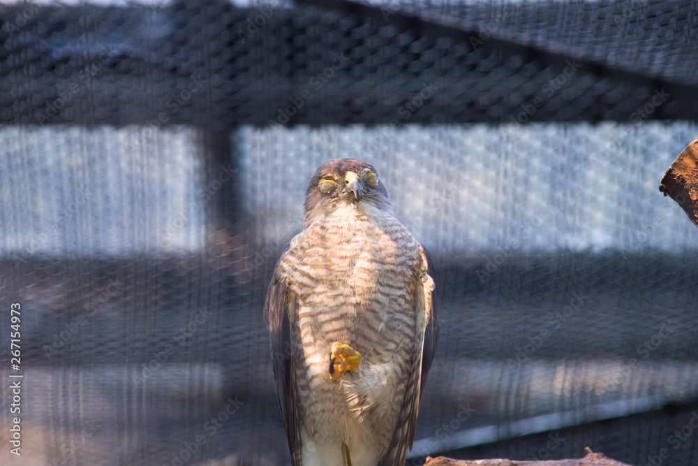 bird of prey