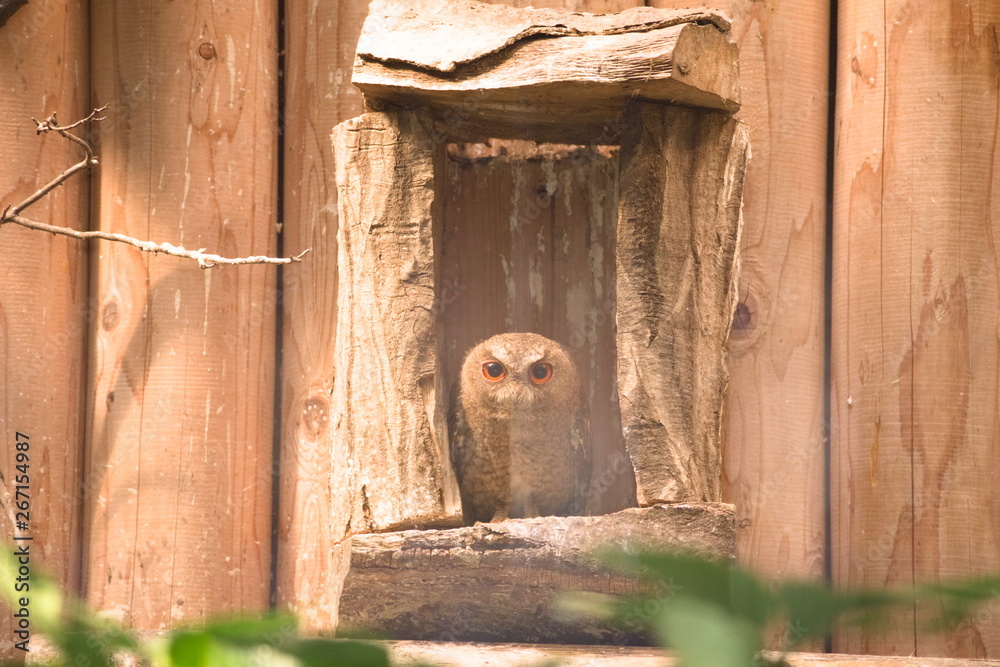 old wooden door
