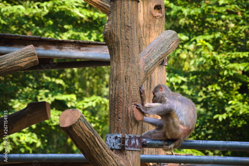 Obraz na płótnie squirrel on tree w salonie