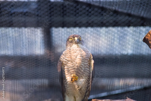 Obraz na płótnie bird of prey w salonie