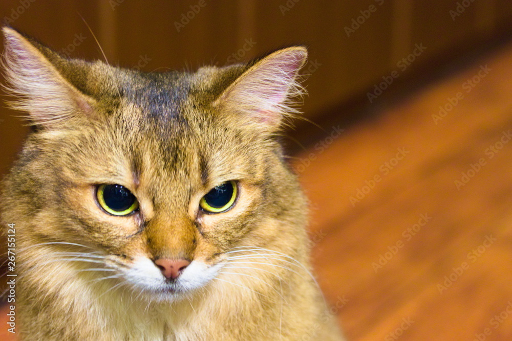 portrait of cat with blue eyes