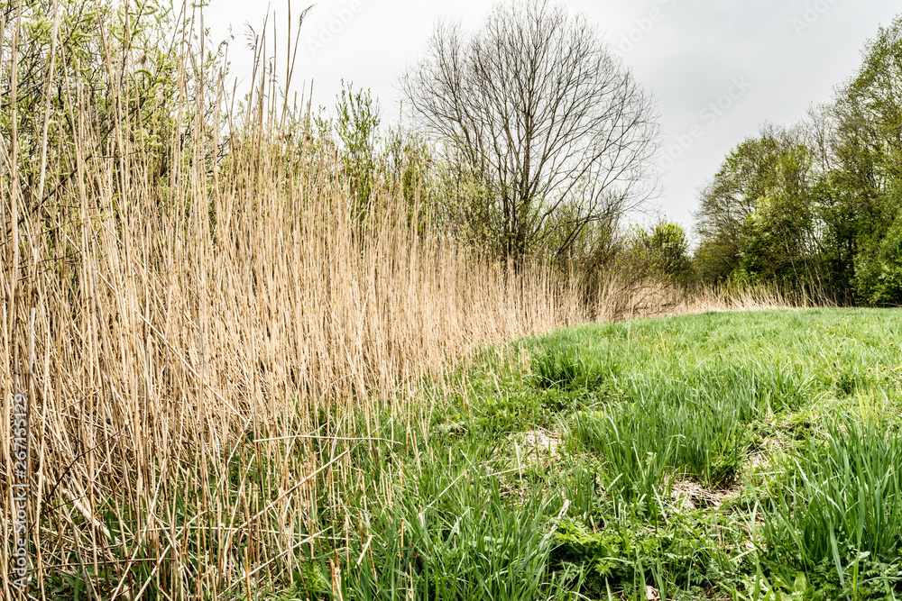 Dry reed and green grass. Reeds of grass. Green meadow with blooming high grass. Grass background. Rural scenery Dry reed and green grass. Reeds of grass. Green meadow with blooming high grass. Grass background. Rural scenery