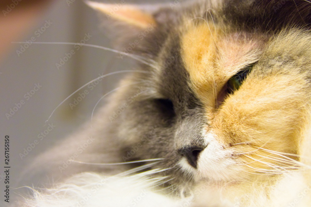 portrait of a cat