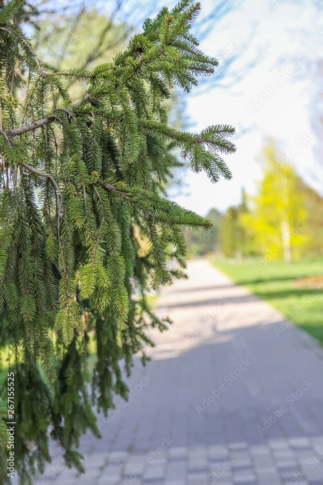 Green branches of spruce tree in spring park Green branches of spruce tree in spring park