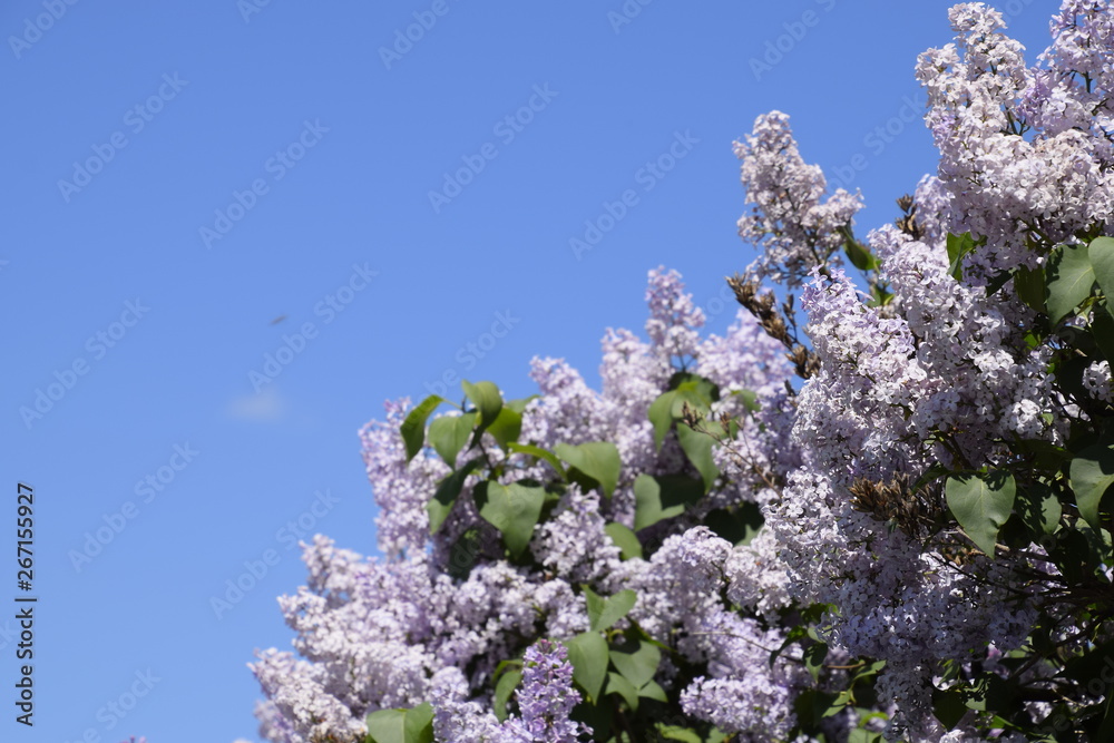 Flowers blooming lilac. Beautiful purple lilac flowers outdoors. Flowers blooming lilac. Beautiful purple lilac flowers outdoors.
