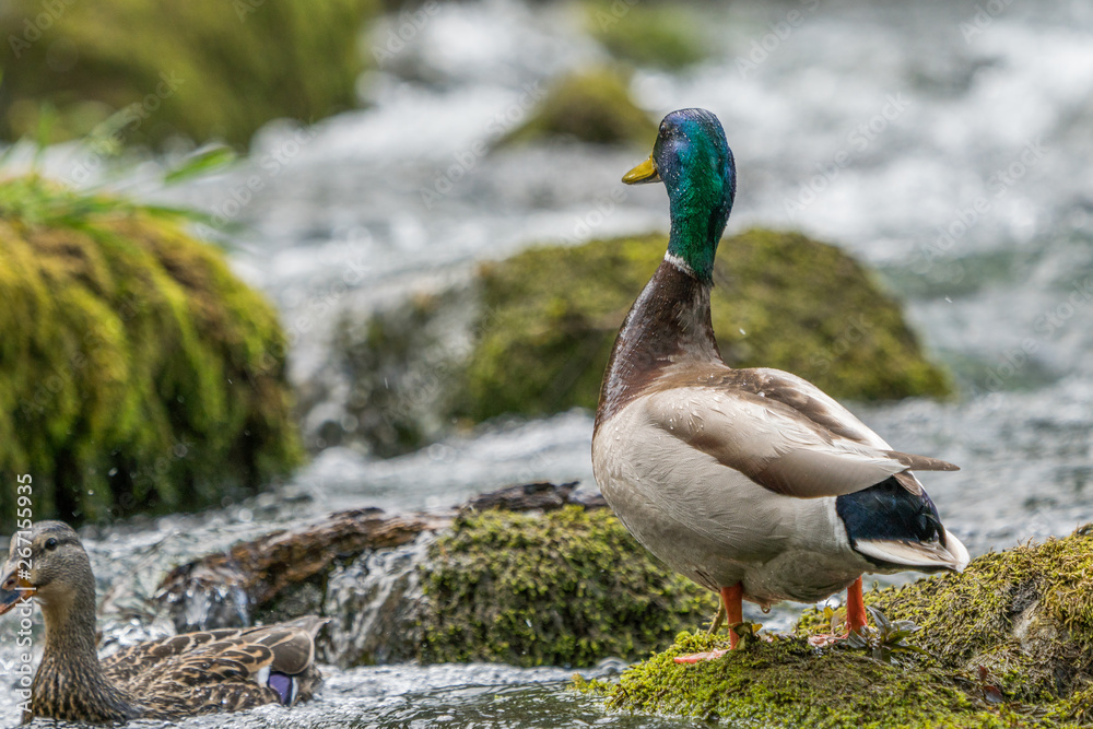 Mallard duck male drake standing on rock near river water edge. Mallard duck male drake standing on rock near river water edge.