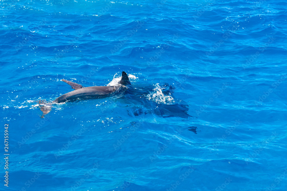 Fototapeta premium Dolphins in Red sea not far from the Hurghada city, Egypt
