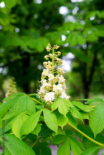 Branch chestnut closeup. White chestnut flowers photographed against the background of lush green leaves.