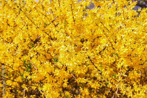 Fotografie, Tablou Blooming forsythia spring yellow beautiful bright flowers