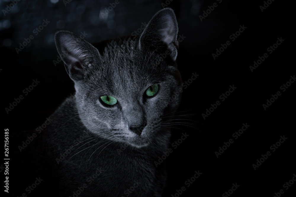 Cat breed Russian blue on a black background