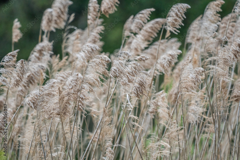 Fototapeta premium Tall Pampus grass blooms in the wind.