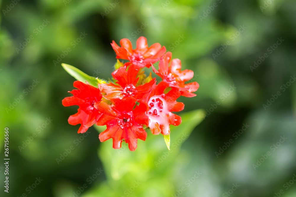 Red flowers of Lychnis chalcedonica. Maltese Cross plant in the summer garden Red flowers of Lychnis chalcedonica. Maltese Cross plant in the summer garden