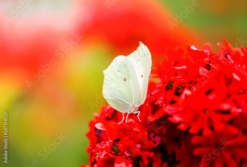 Butterfly Limonite, common brimstone, Gonepteryx rhamni on the Lychnis chalcedonica blooming plant outdoors photo