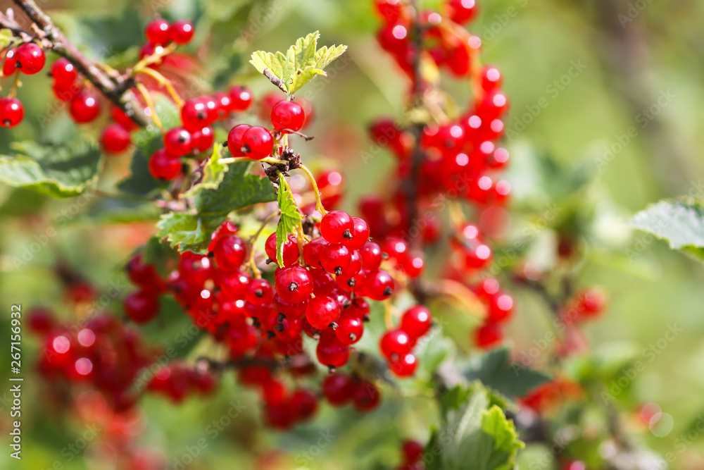 Ripe red currant in a summer garden Ripe red currant in a summer garden