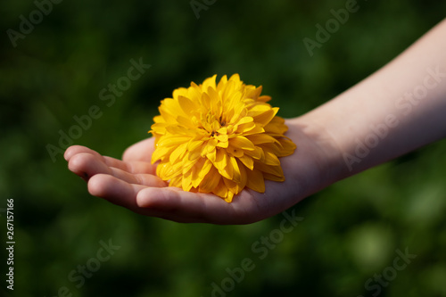 Yellow sunny flower in the hand of a child. Concept for advertising natural cosmetics