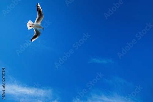 Close up seagull flying over blue sunny sky