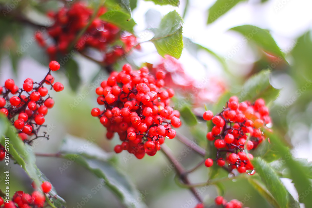 Sambucus racemosa, common red elderberry, red-berried elder berries on the branch in the garden.