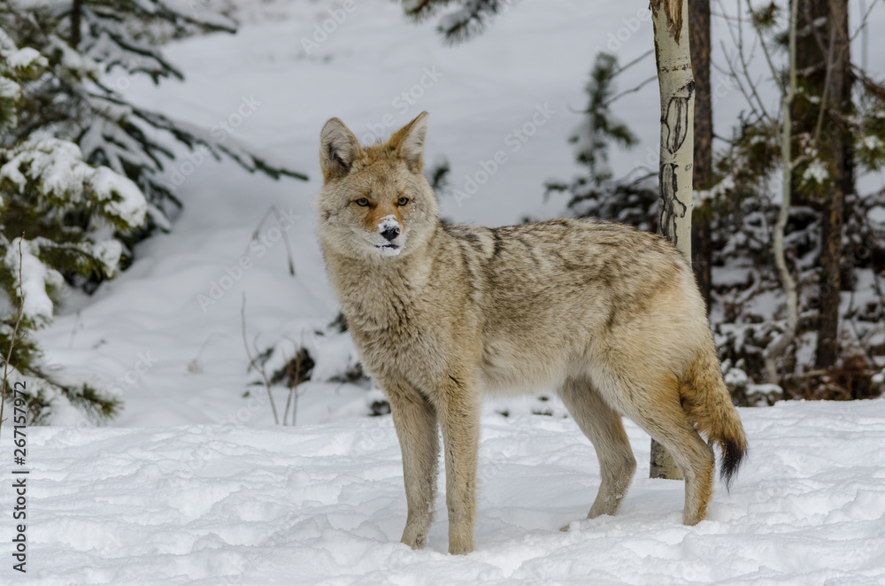 wild coyote with snow on its nose looking for its next meal , in the woods wild coyote with snow on its nose looking for its next meal , in the woods