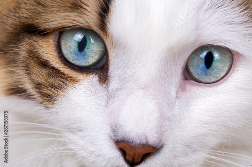 Pet animal; cute cat indoor. Blue eyed cat.
