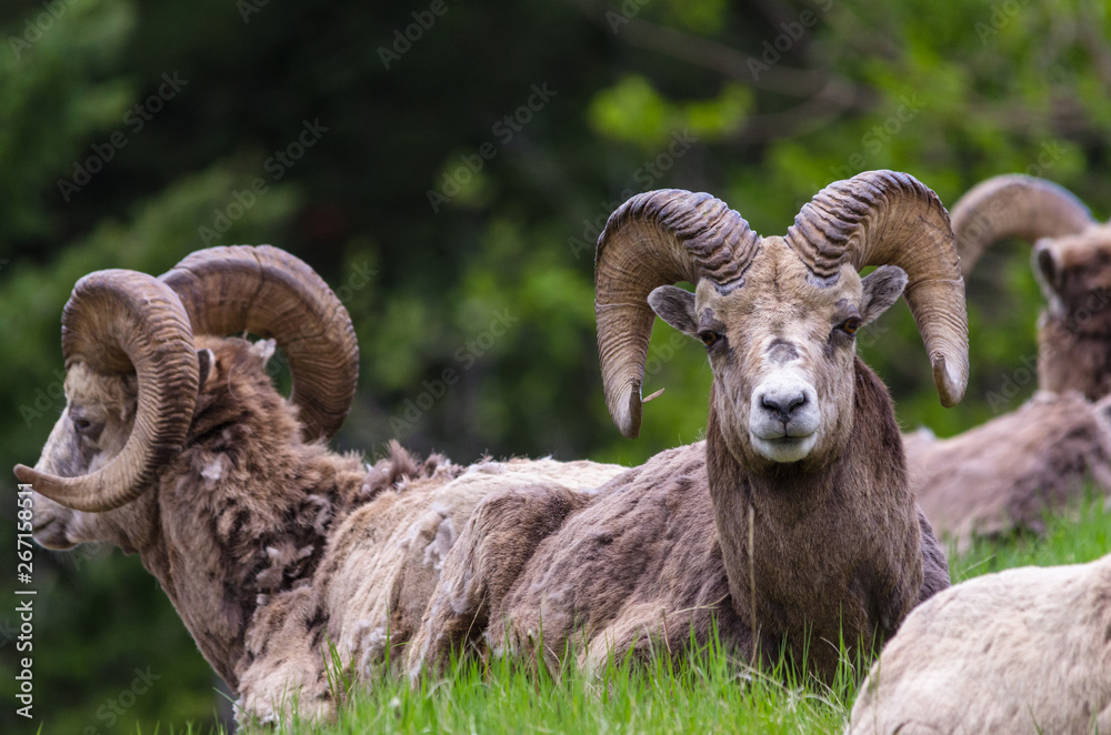Bighorn sheep - (Ovis canadensis) sitting saring at the camera Bighorn sheep - (Ovis canadensis) sitting saring at the camera