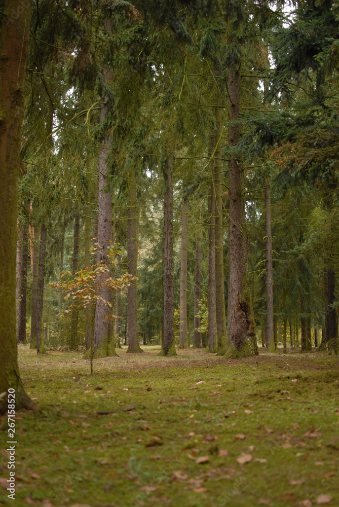 Obraz premium Park
