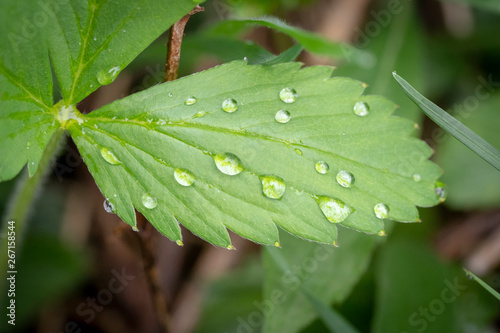 A bright sky is reflected in rain drops on a green jagged leaf. photo