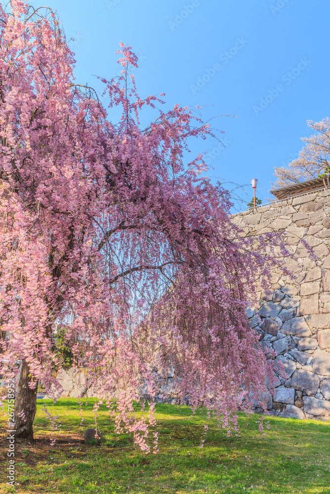 春の盛岡城の風景