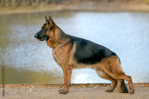 German shepherd stands on the background of the lake in the Park